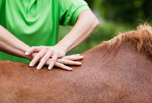 Les œufs de mouches sur le cheval