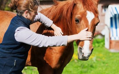 5 signes qu’il est temps de faire appel à l’ostéopathe équin
