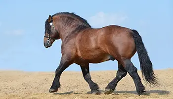 Les 3 allures du cheval