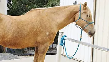 Le noeud d’attache