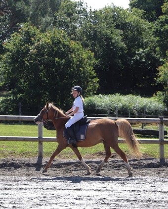 Stage de kérain équitation partenaire de Galop Connaissances