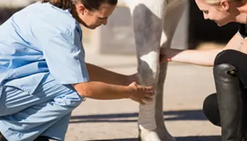 Comment bien observer les membres du cheval