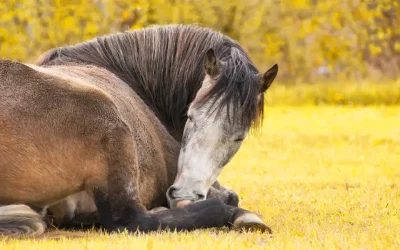 Sommeil du cheval : pourquoi est-il si particulier ?