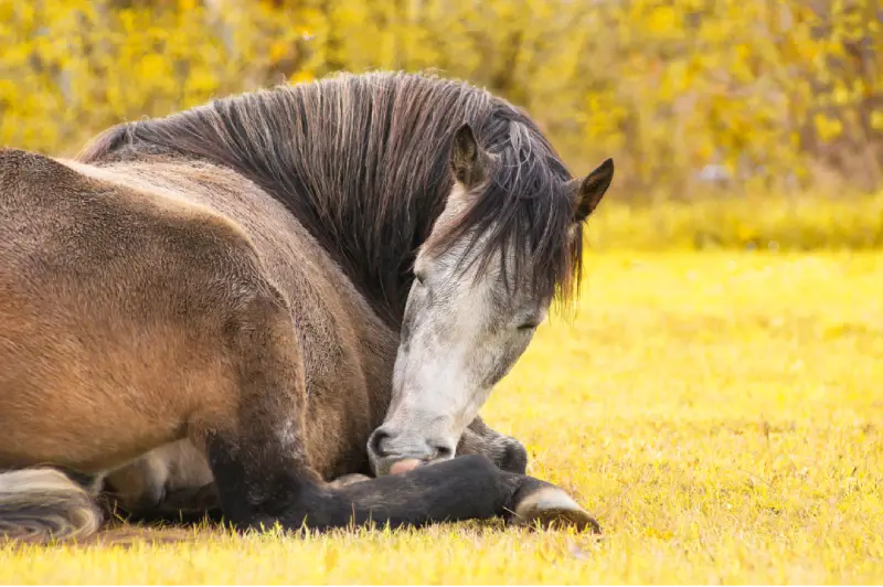 Sommeil du cheval : pourquoi est-il si particulier ?