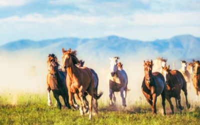 L’éthologie appliquée à l’équitation : comprendre pour mieux monter