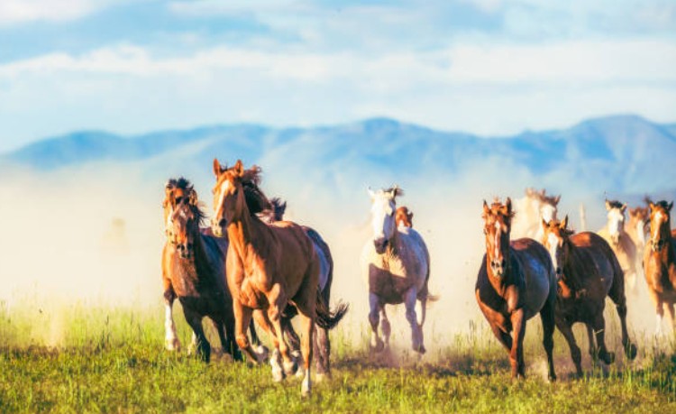 L’éthologie appliquée à l’équitation : comprendre pour mieux monter