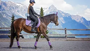 Comment améliorer la régularité des allures du cheval ?