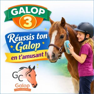 Quiz d’équitation Galop 3 avec une cavalière pansant son cheval, révisions Galop Connaissances