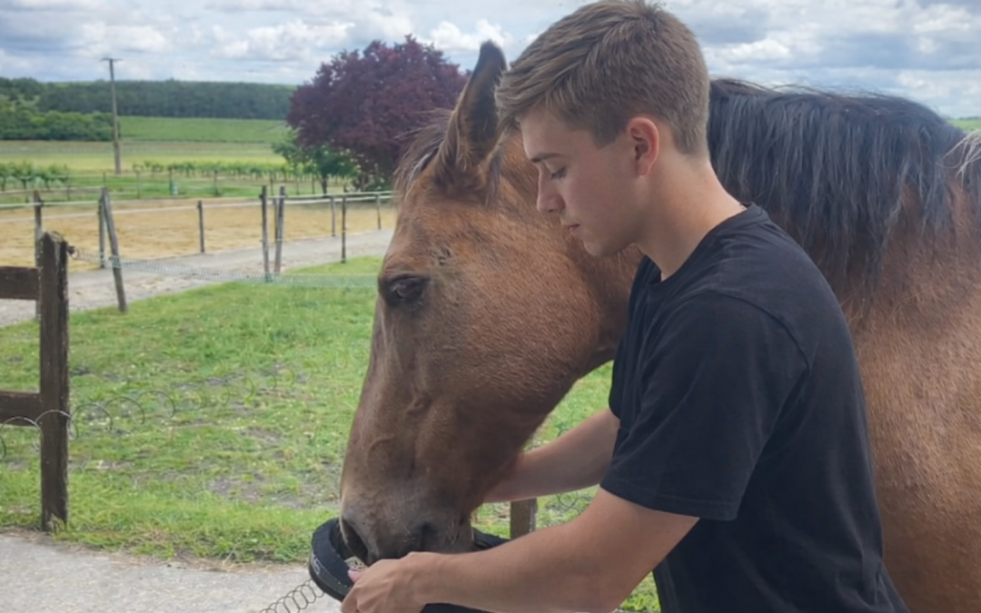 Comment mettre et enlever le licol