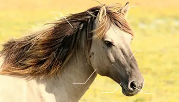 Les principales parties de la tête