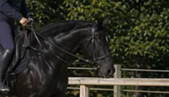 Le balancier de l’encolure du cheval