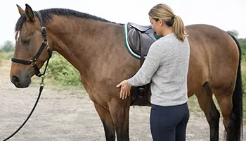 Pourquoi les chevaux gonflent