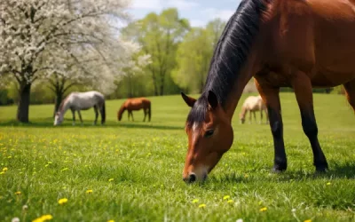 L’herbe de printemps : bénéfices et risques pour le cheval