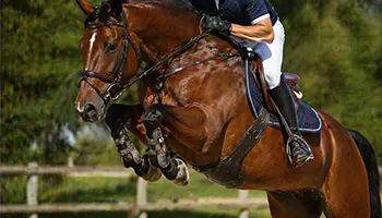 Les muscles du cheval