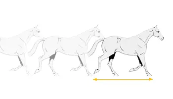 L’amplitude et de la cadence