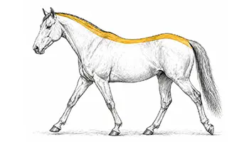 La ligne du dessus du cheval