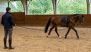 Le travail à la longe du cheval